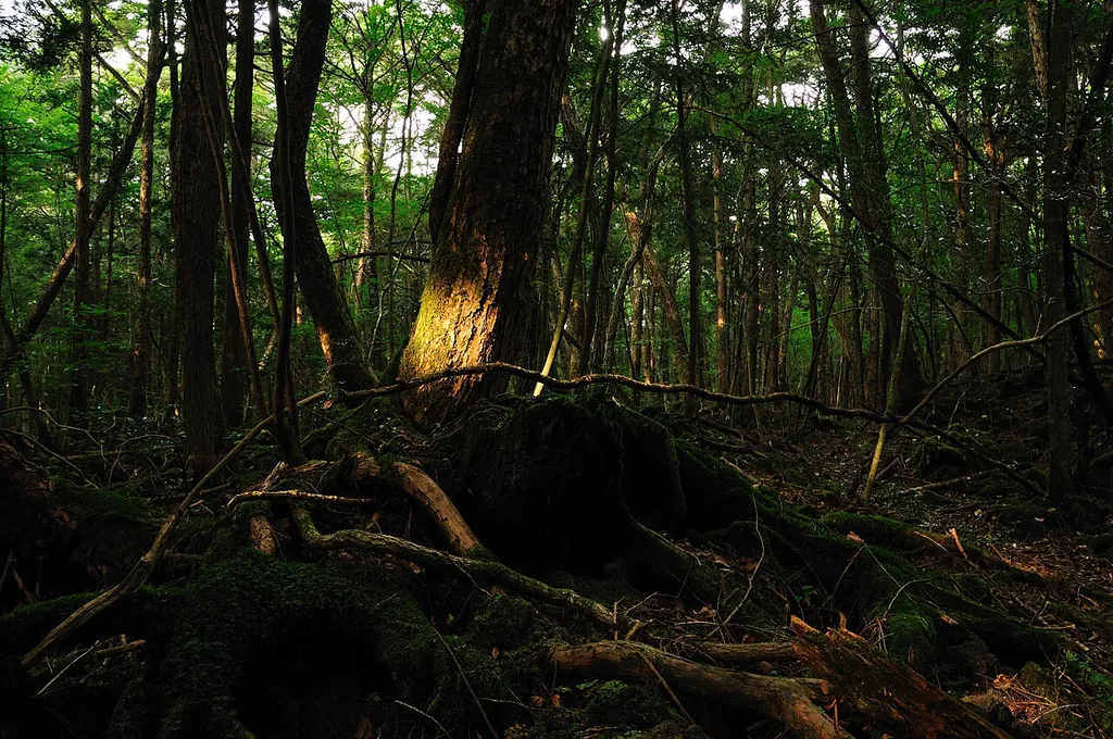 Aokigahara Forest at the foot of Mount Fuji, Japan — the dense sea of trees