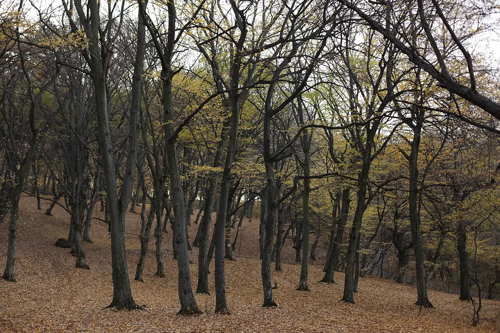 Hoia-Baciu Forest in Romania — the haunted forest with twisted trees