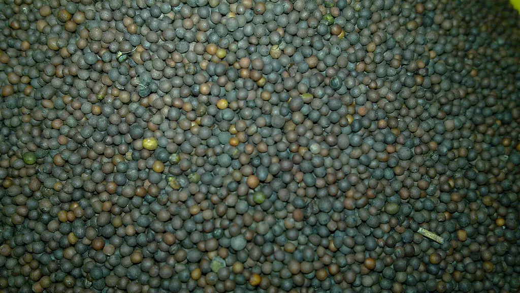 Peeli sarson seeds close up — peeli sarson me kya shakti mani jati hai (Wikimedia Commons)