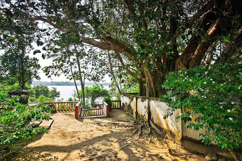 Peepal tree vastu — a mature peepal (Ficus religiosa) tree