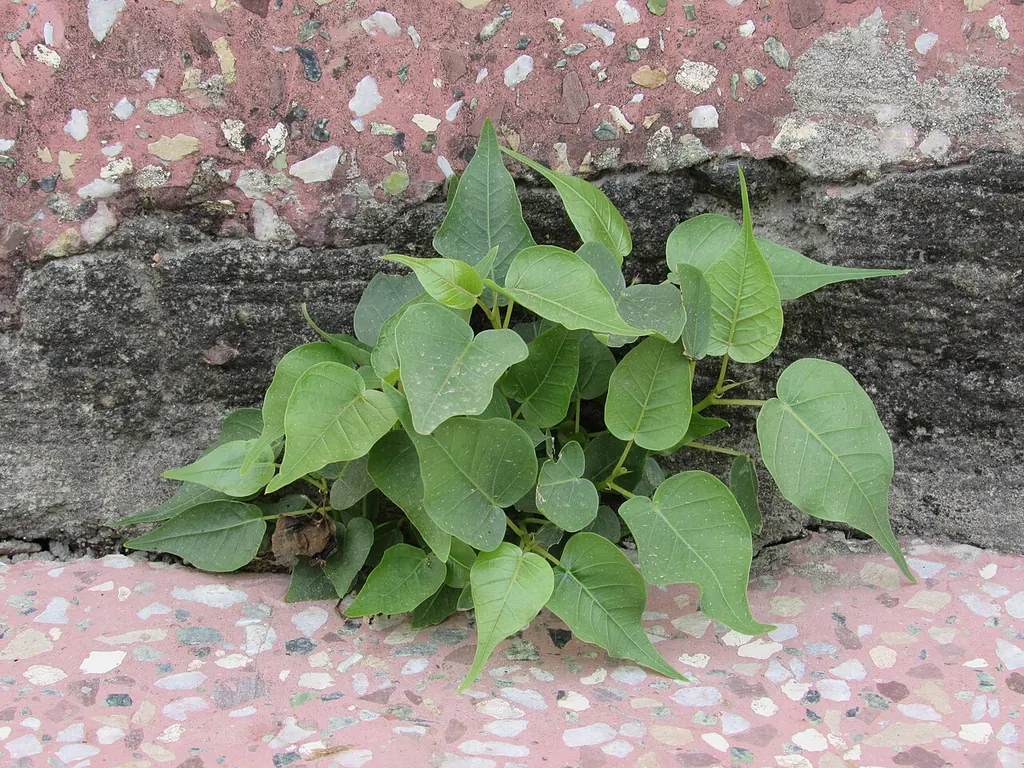 Peepal plant growing in a wall — ghar me peepal apne aap kyu ugta hai