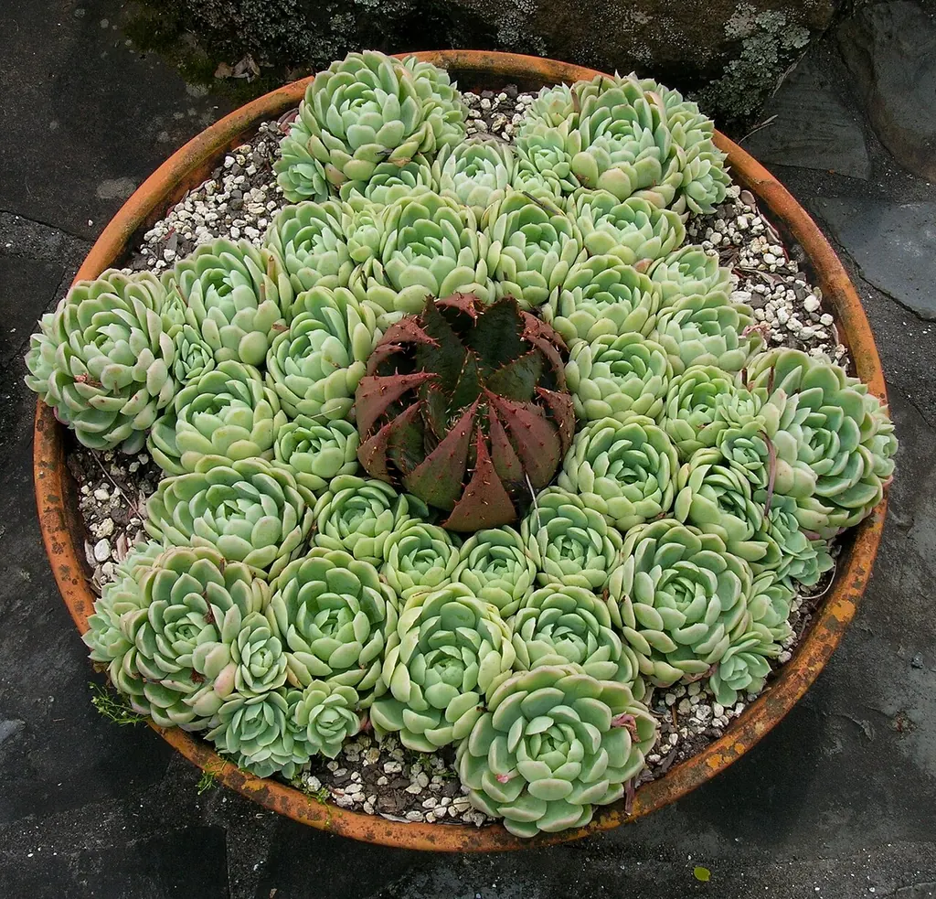 Clear bad energy from office cubicle — a bowl of succulent plants (Wikimedia Commons)