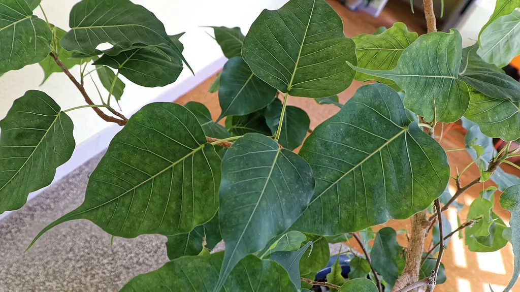 Peepal leaves — benefits of the peepal tree vs problems at home